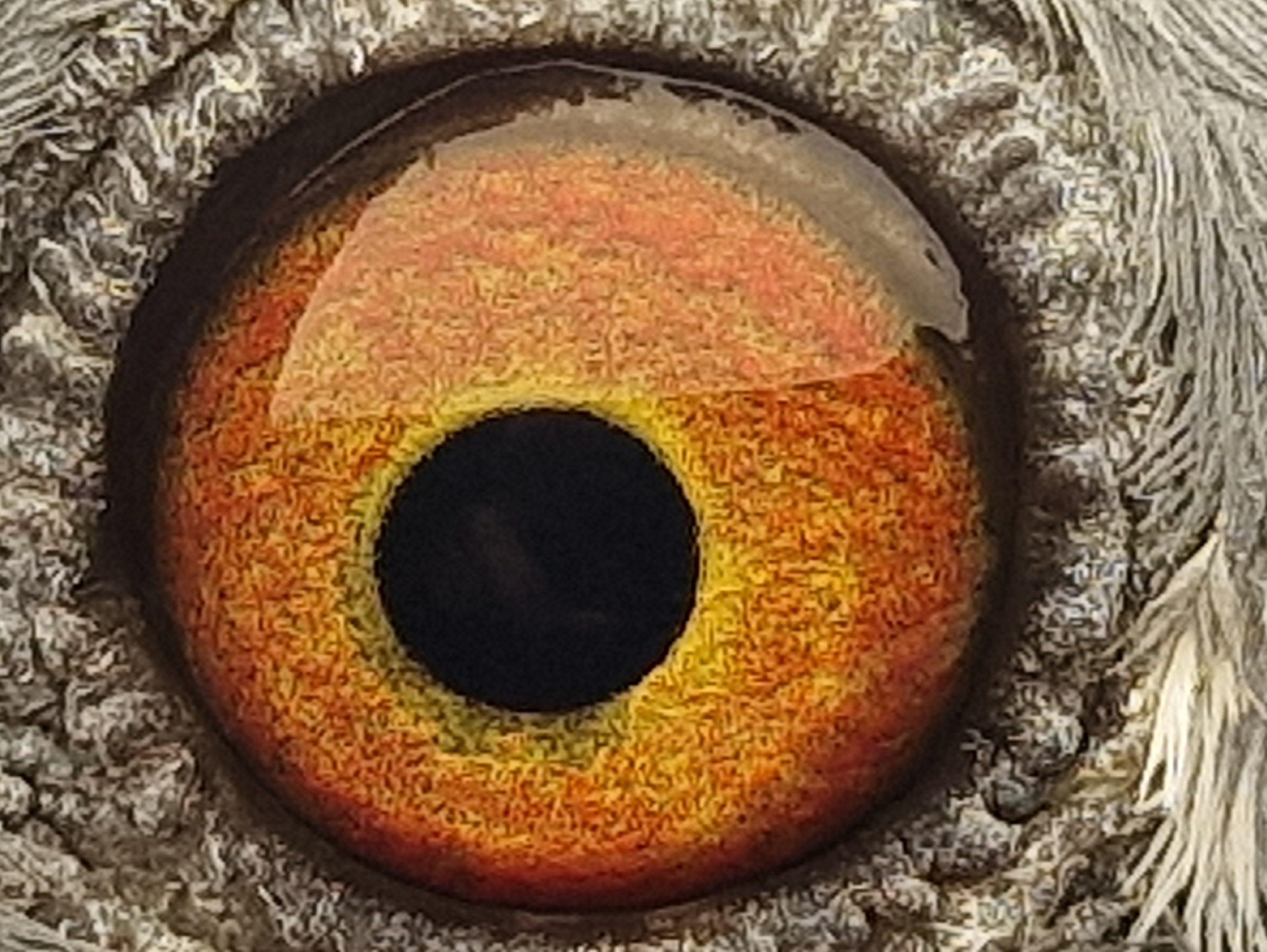 Pigeon eye